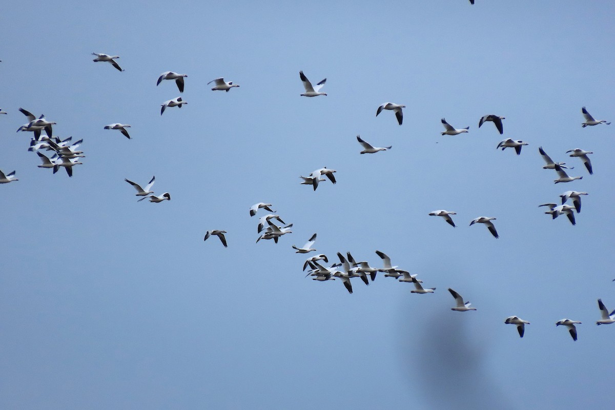 אווז שלג - ML646795929