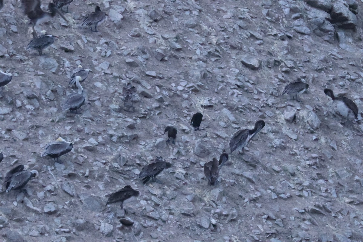 Brown Pelican - ML646795933