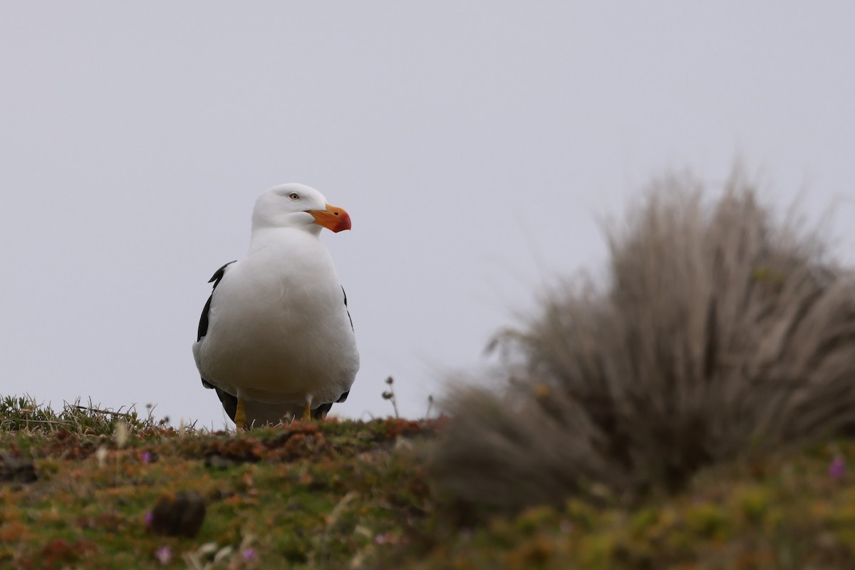 Pasifik Martısı - ML646795937