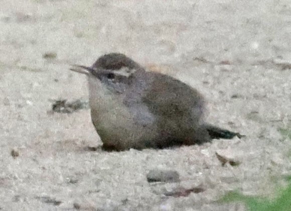 Bewick's Wren - ML646795944
