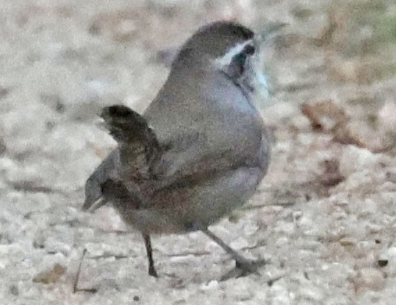 Bewick's Wren - ML646795945