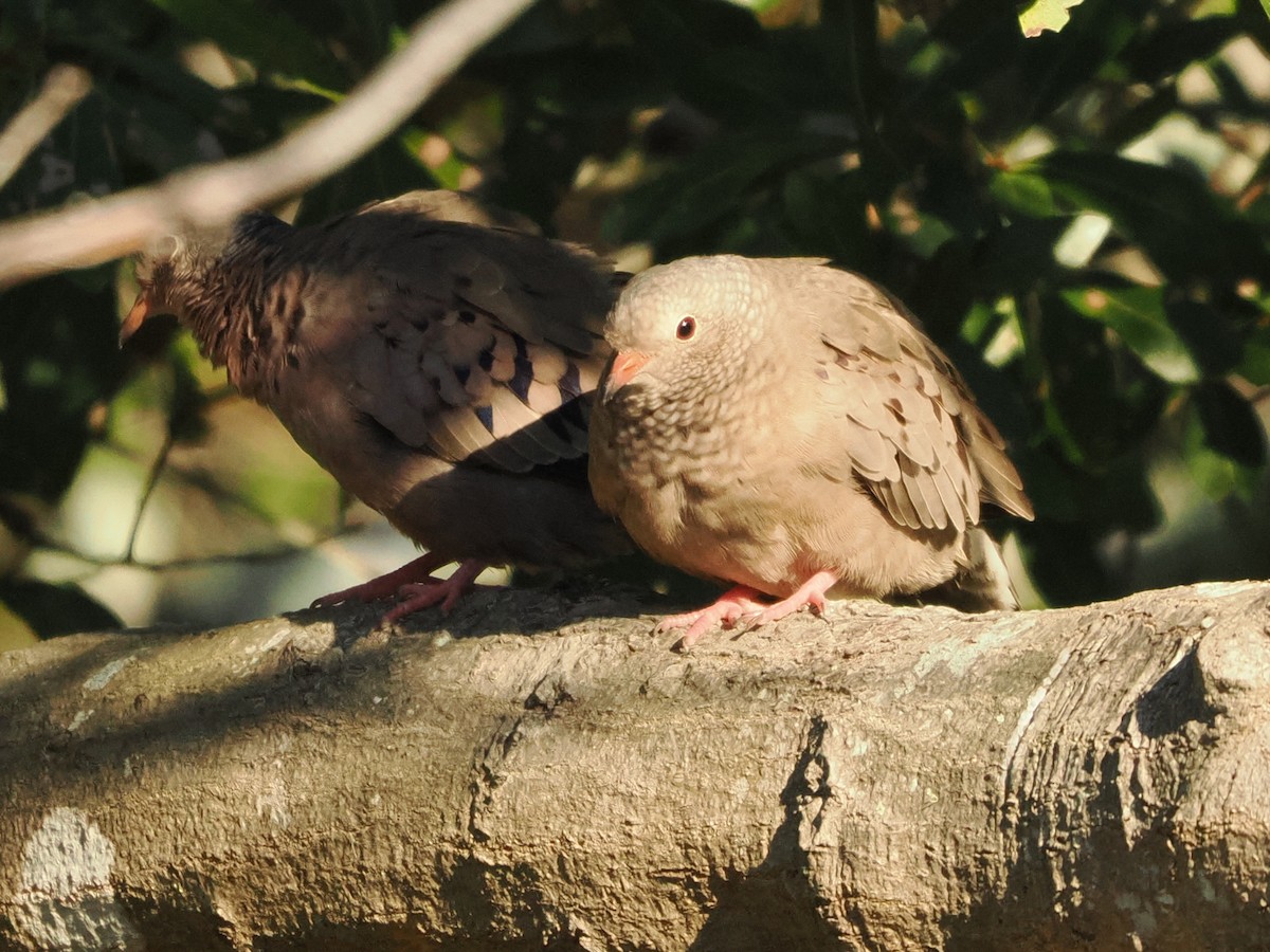 Common Ground Dove - ML646795946