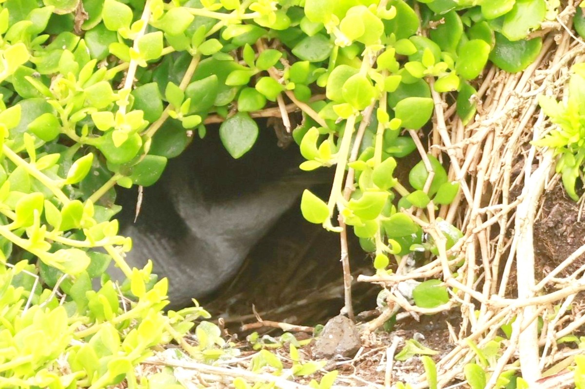 Küçük Penguen - ML646795947