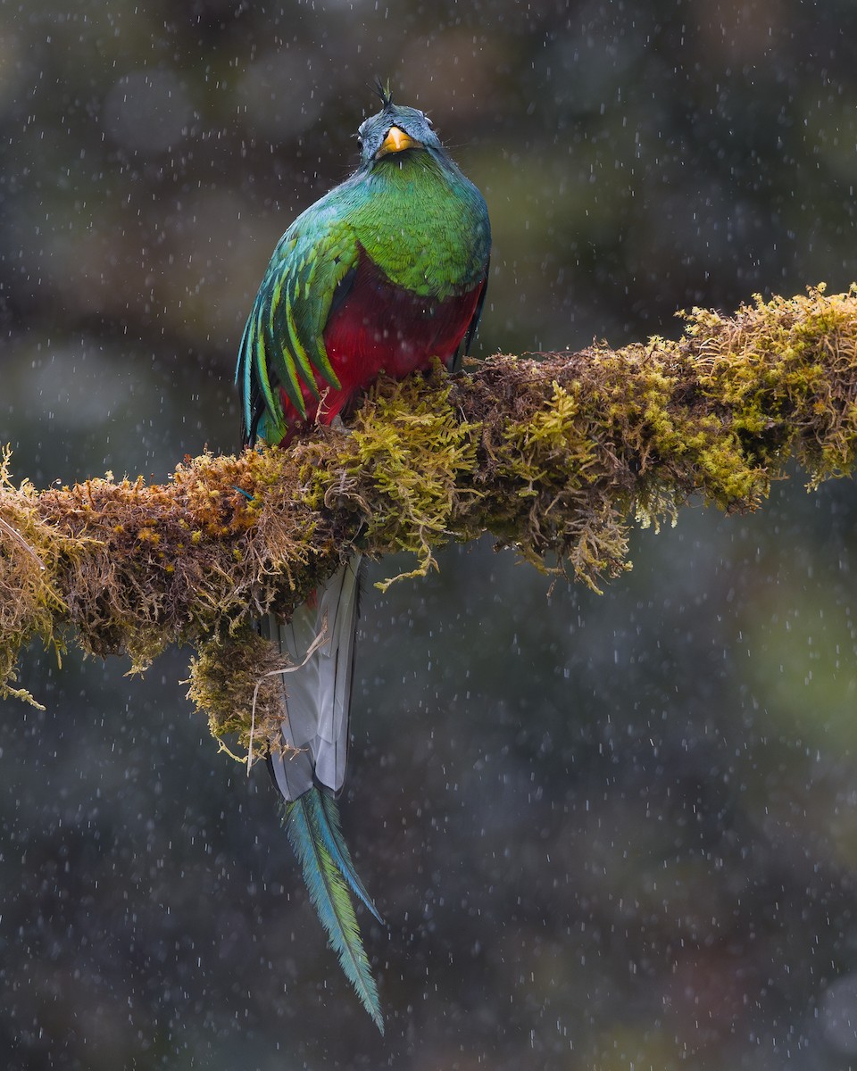 Resplendent Quetzal - ML646795961