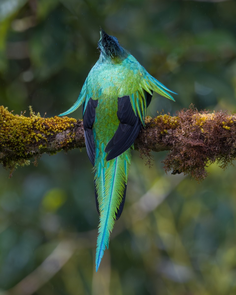 Resplendent Quetzal - ML646795962
