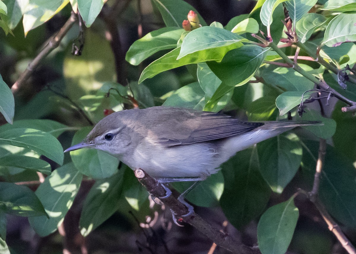 קנית פינית - ML646795963