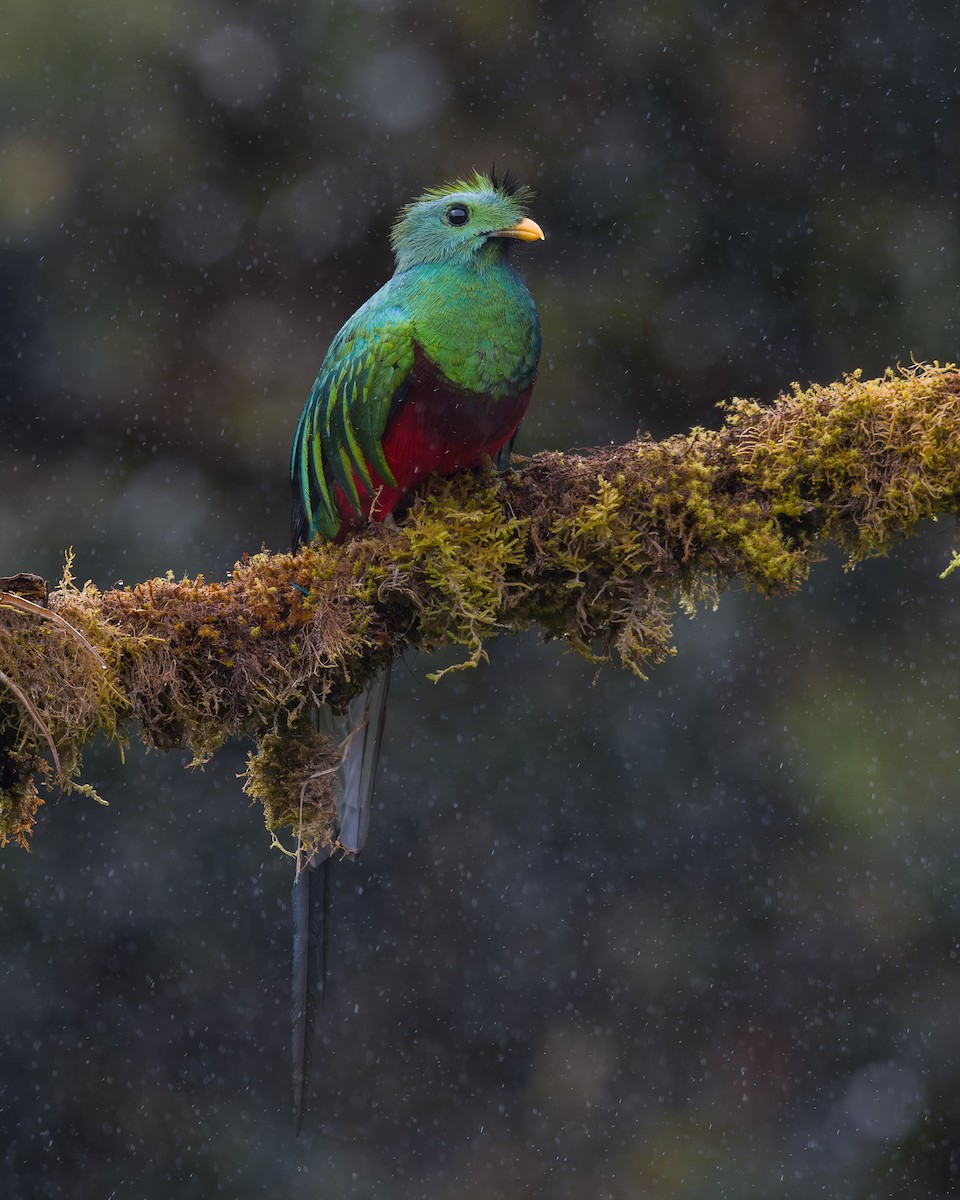 Resplendent Quetzal - ML646795964