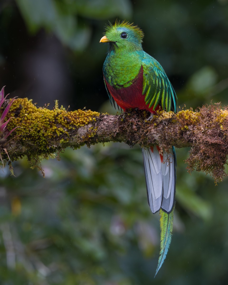 Resplendent Quetzal - ML646795965