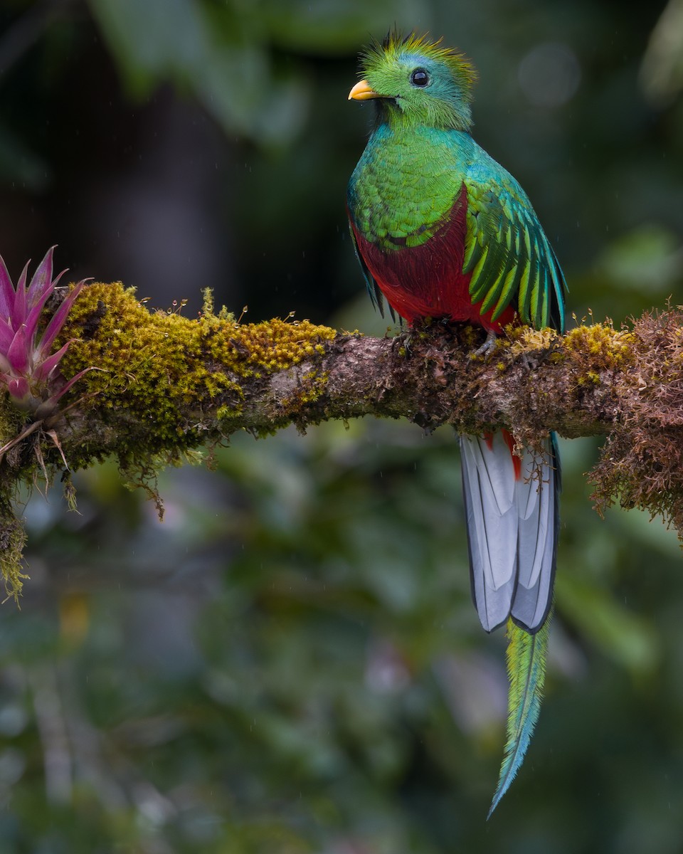 Resplendent Quetzal - ML646795966