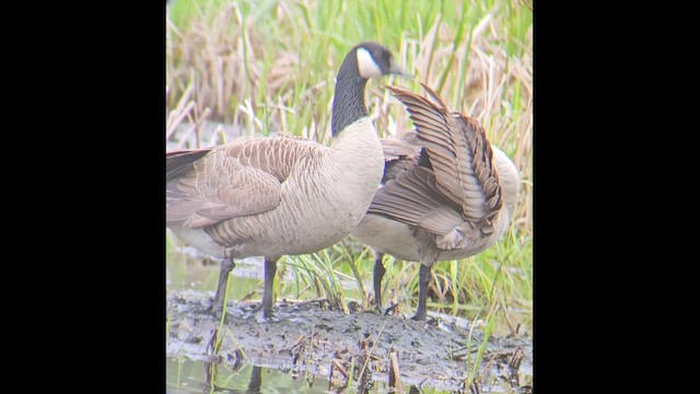 Branta kanadar handia - ML646795969