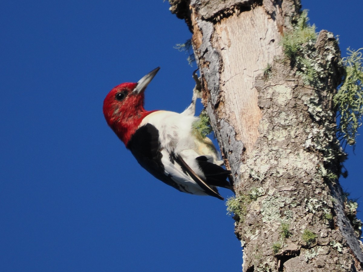 Red-headed Woodpecker - ML646795970