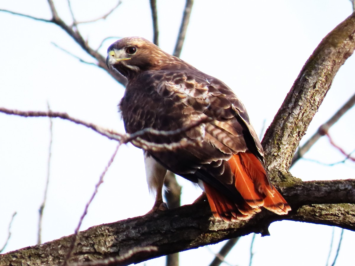 Red-tailed Hawk - ML646795975