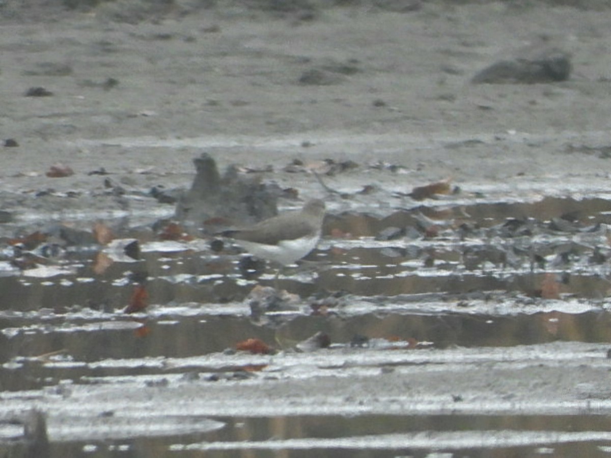 Common Sandpiper - ML646795980