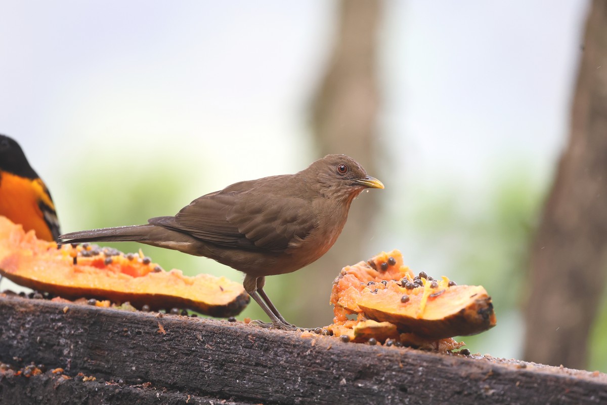 Merle fauve - ML646795981