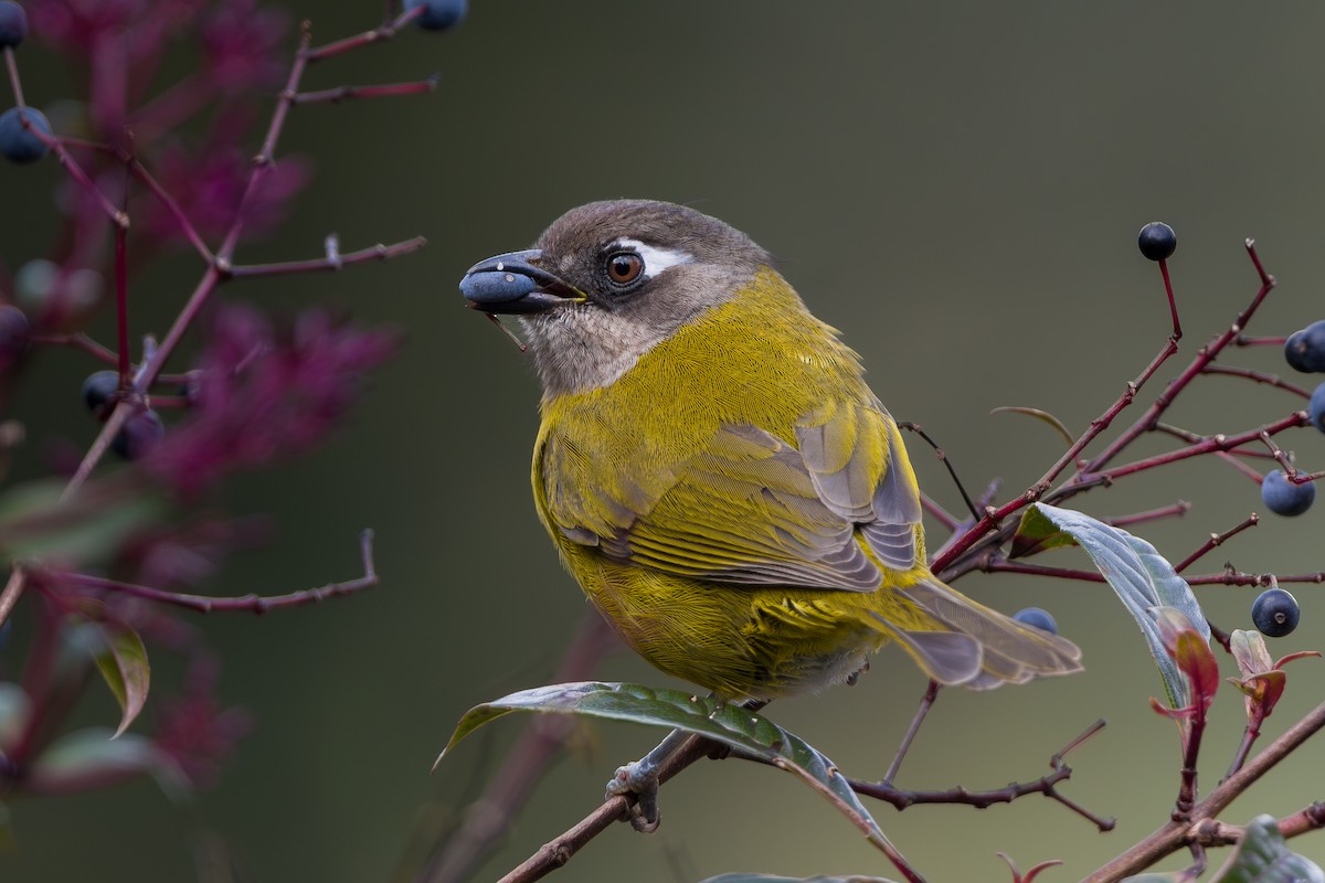 Common Chlorospingus - ML646795983