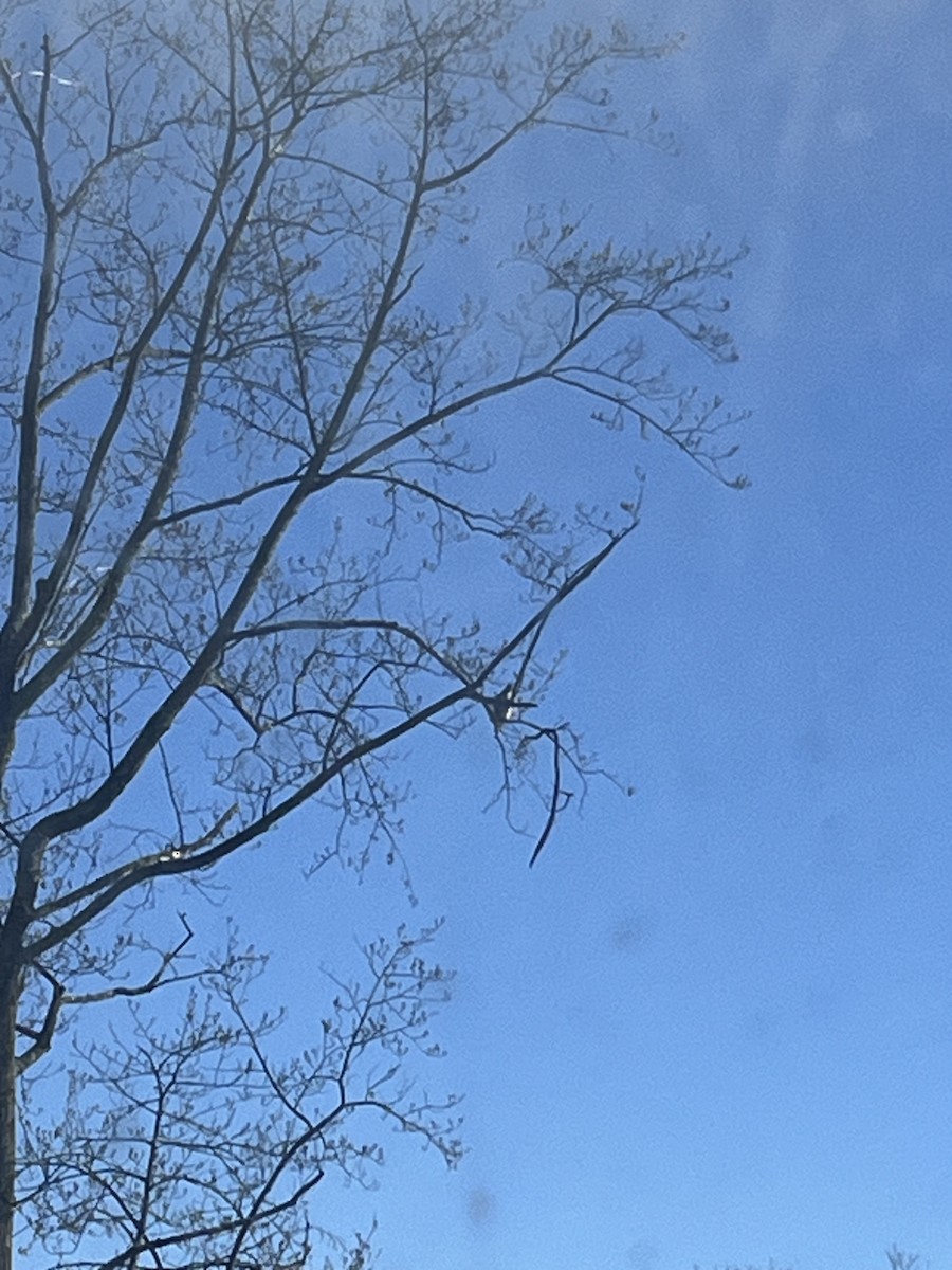 Red-tailed Hawk - ML646795985