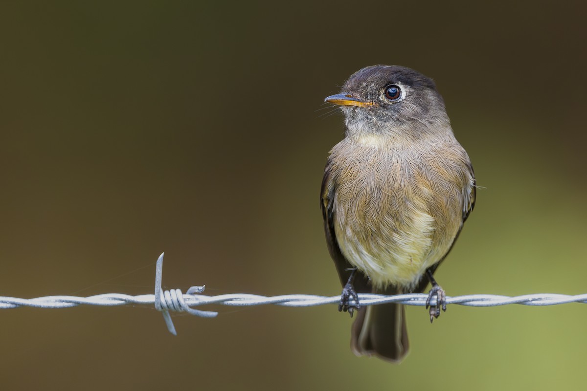 Black-capped Flycatcher - ML646795986
