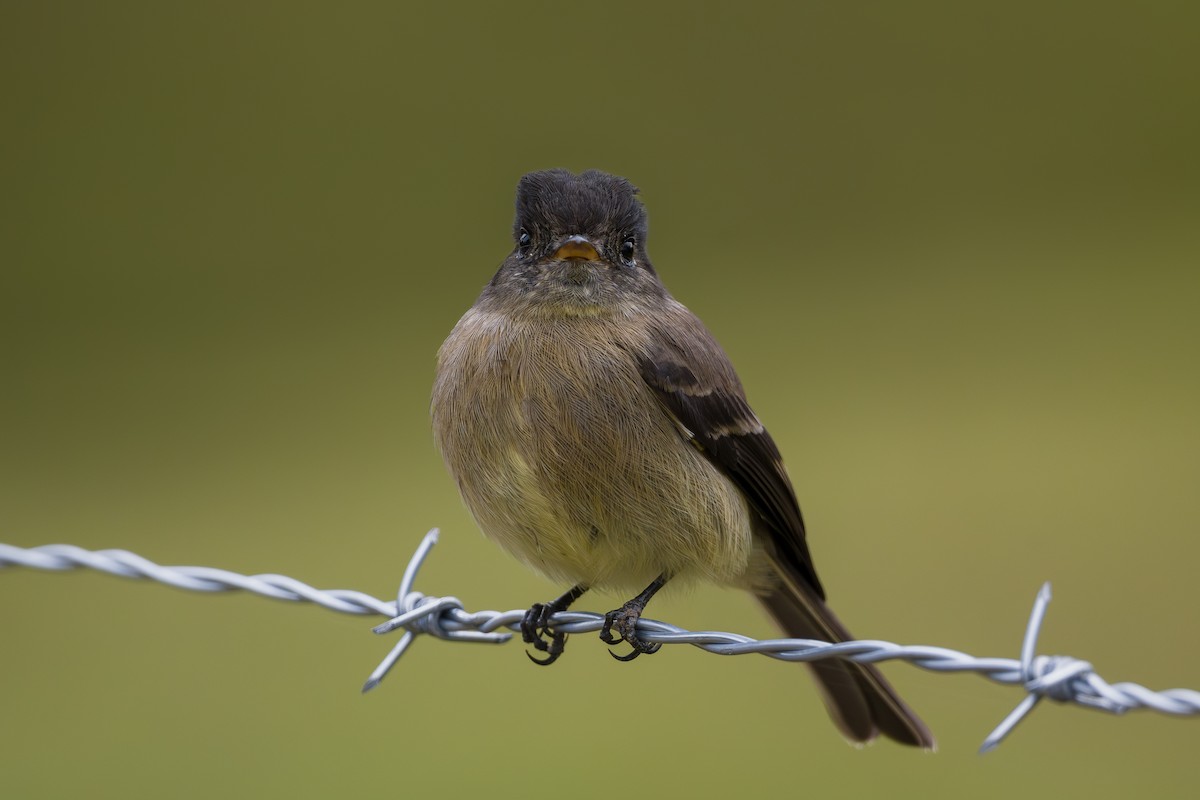 Black-capped Flycatcher - ML646795987