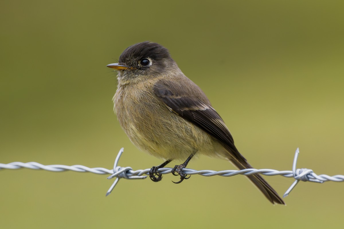 Black-capped Flycatcher - ML646795988