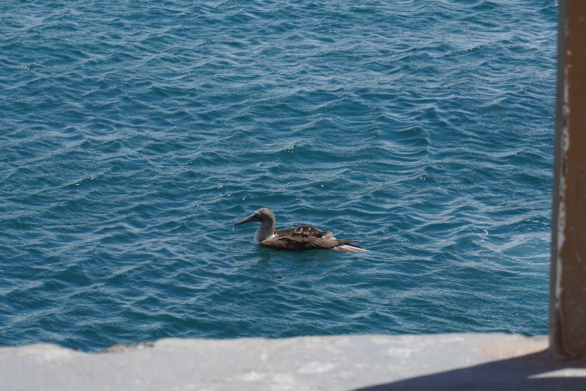 Blue-footed Booby - ML646795989