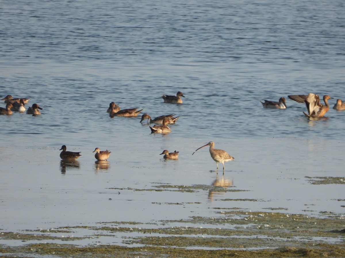 Green-winged Teal - ML646795993