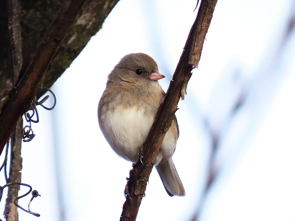 Dark-eyed Junco - ML646795994