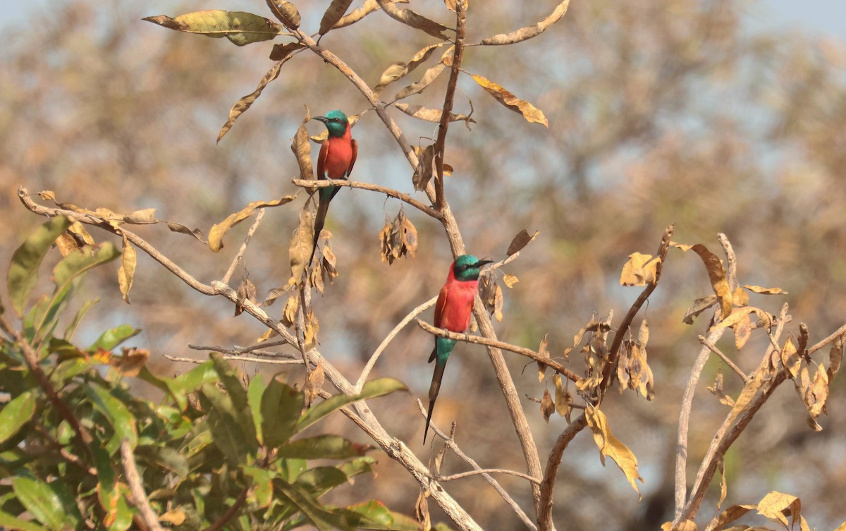 Northern Carmine Bee-eater - ML646795997