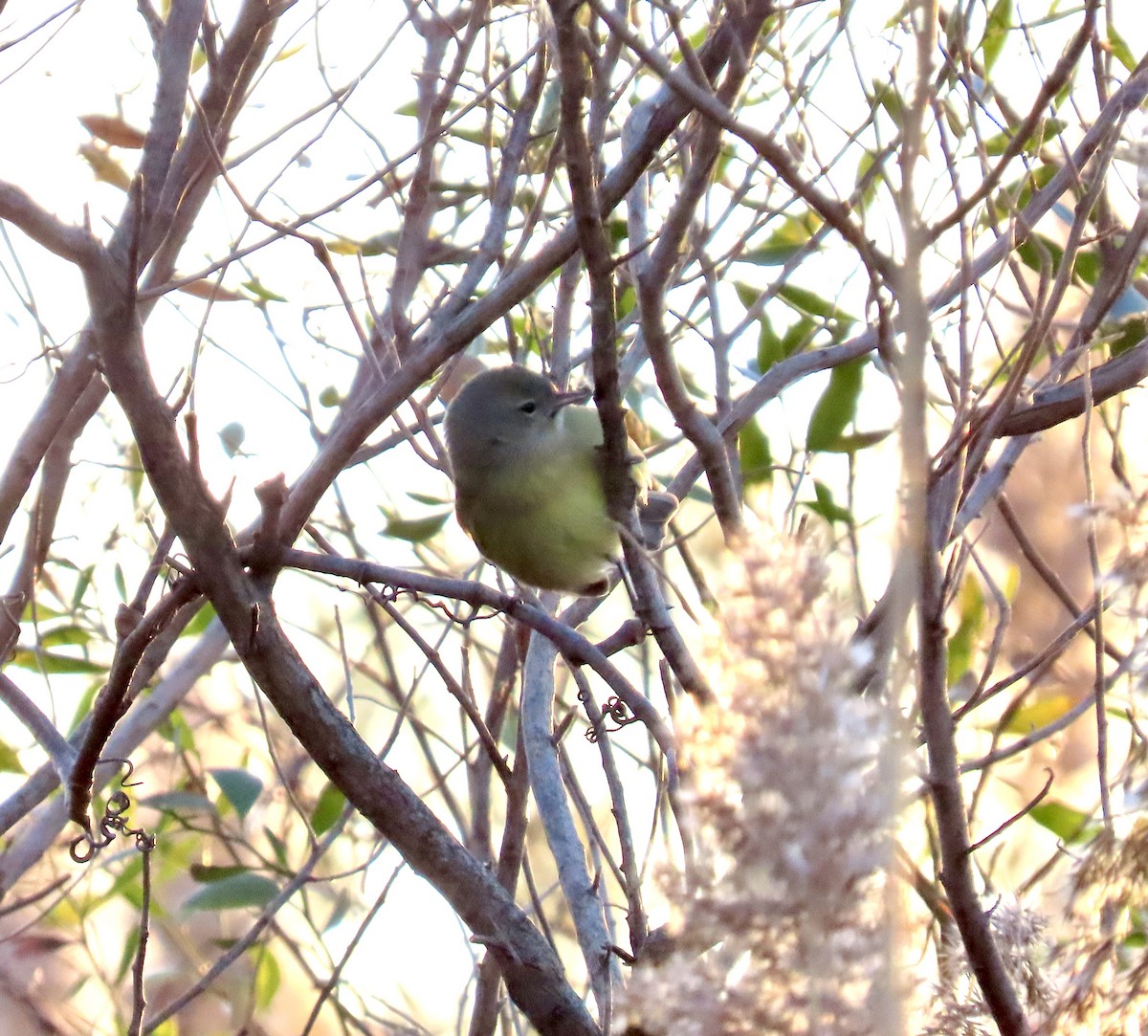 lesňáček hvězdičkový - ML646795998