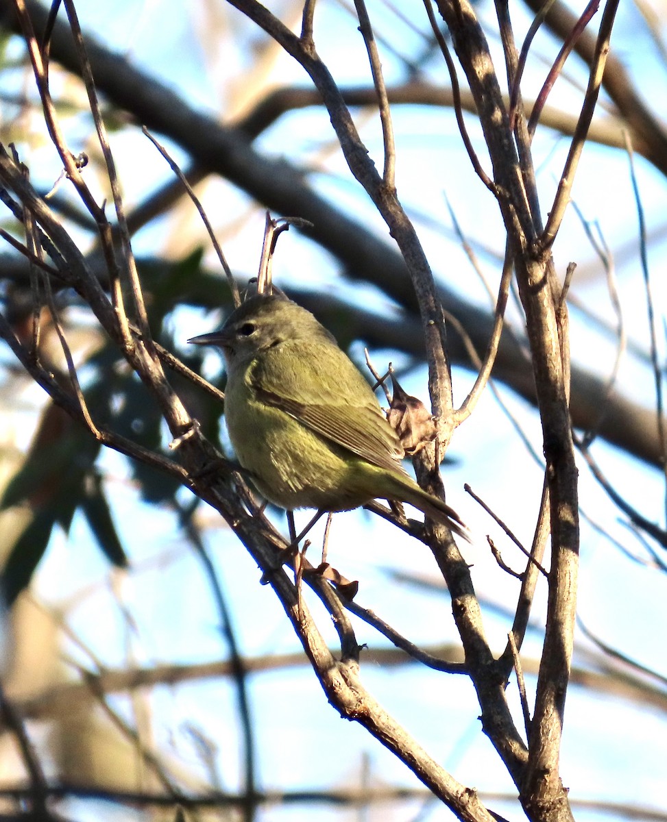 lesňáček hvězdičkový - ML646795999