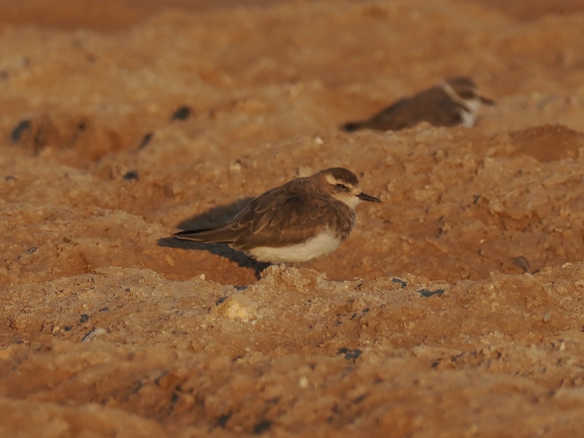 ニシオオチドリ - ML646796000