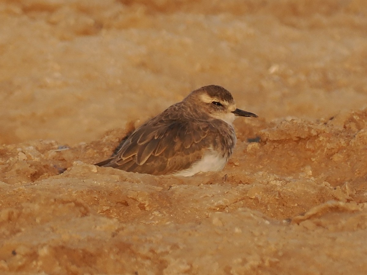 ニシオオチドリ - ML646796001