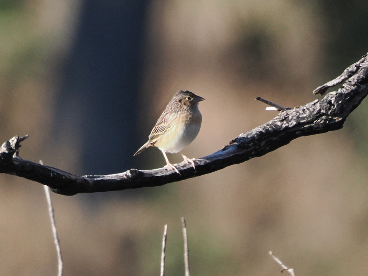 Grasshopper Sparrow - ML646796002