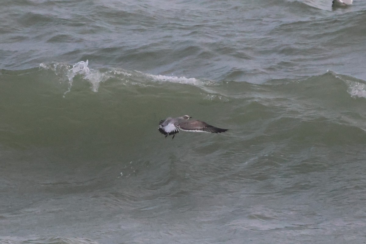 Antxeta mokogorri amerikarra - ML646796004