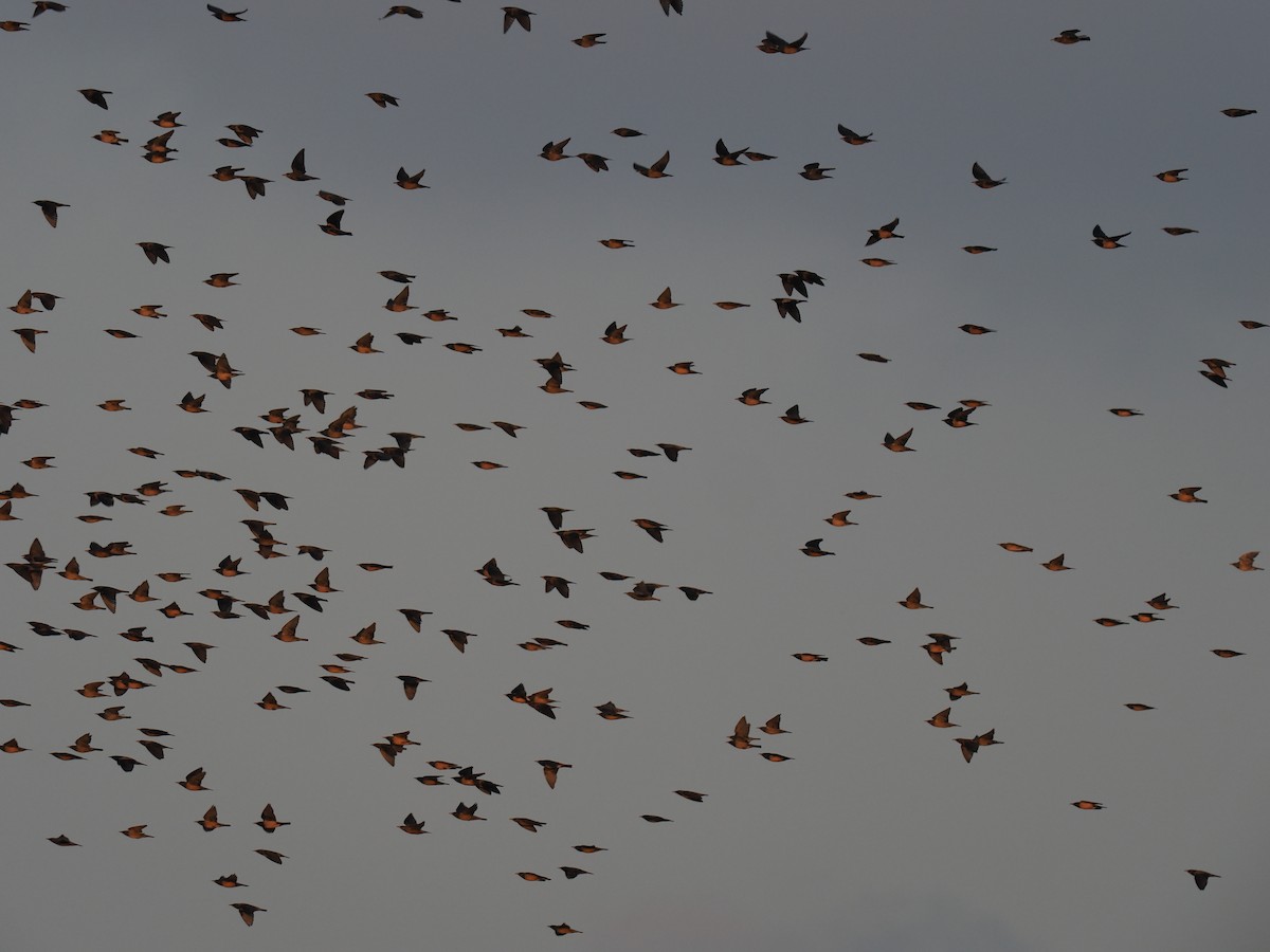 Rosy Starling - ML646796007