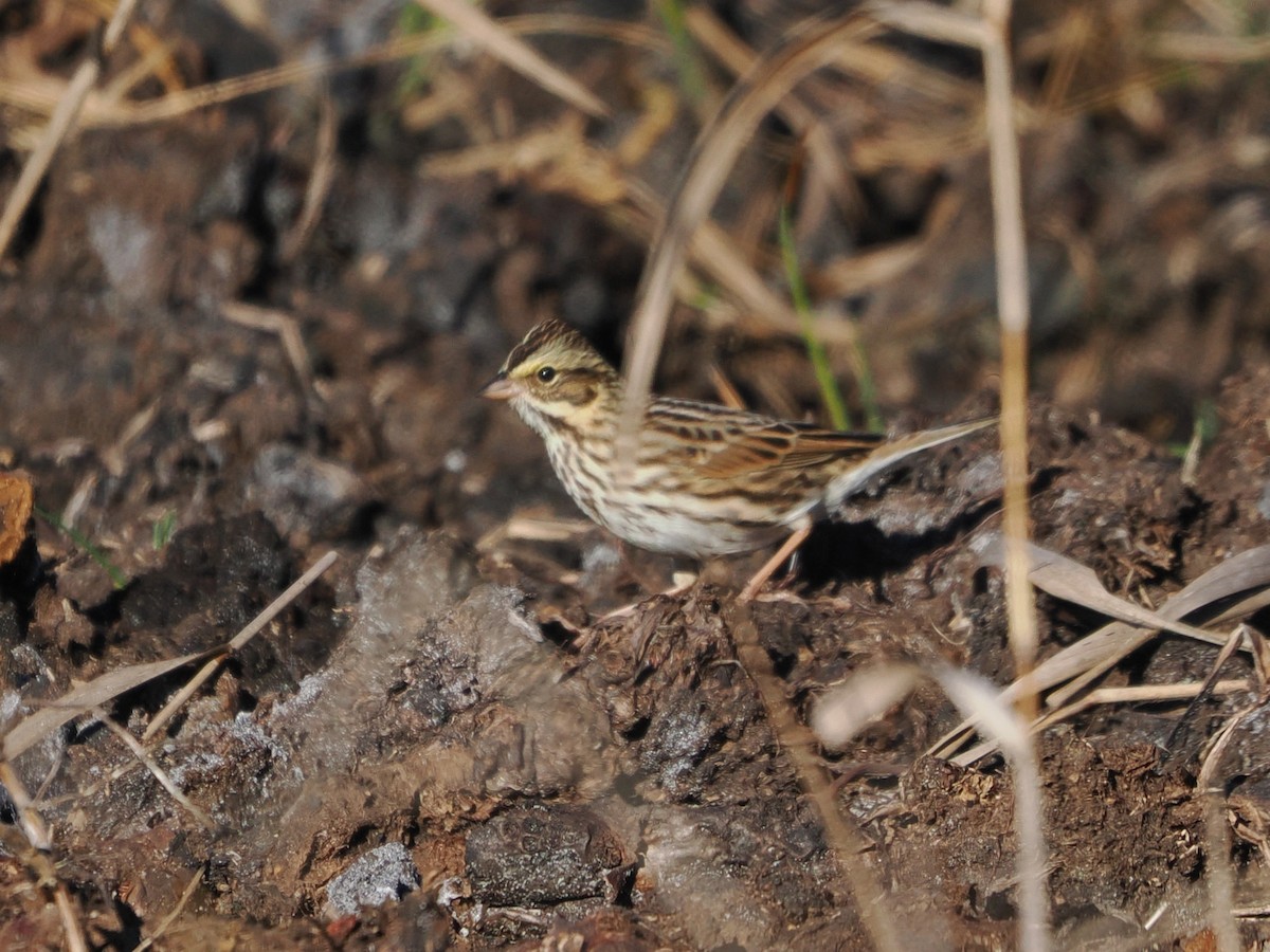Savannah Sparrow - ML646796008