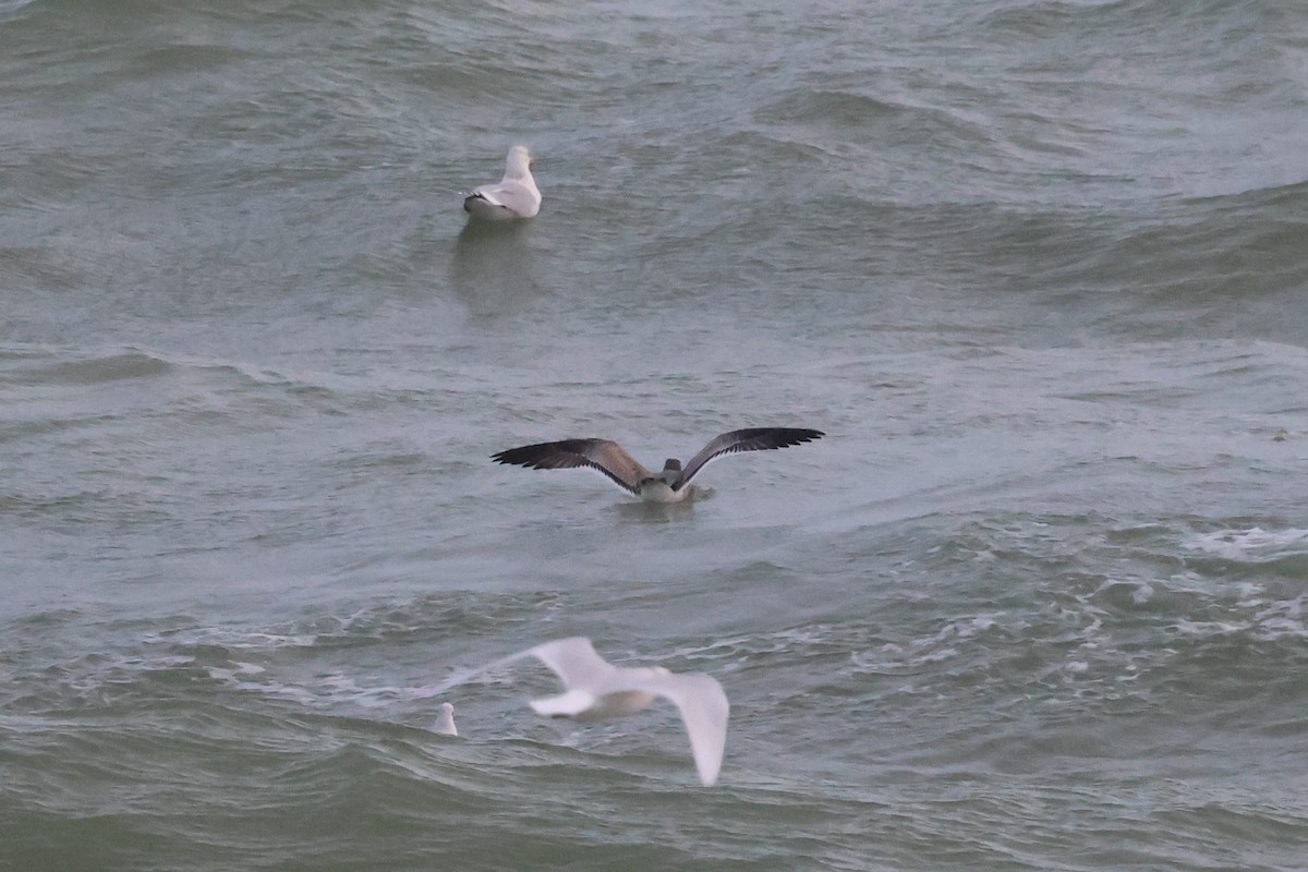 Antxeta mokogorri amerikarra - ML646796009