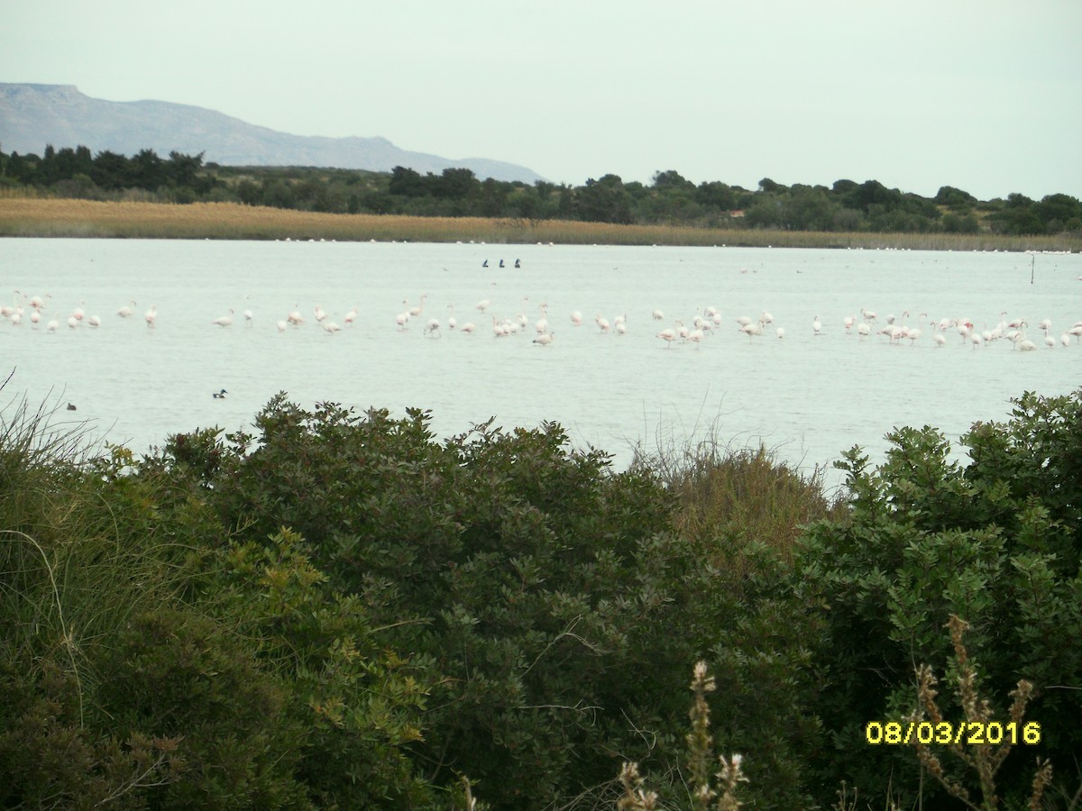 Широконіска північна - ML646796016