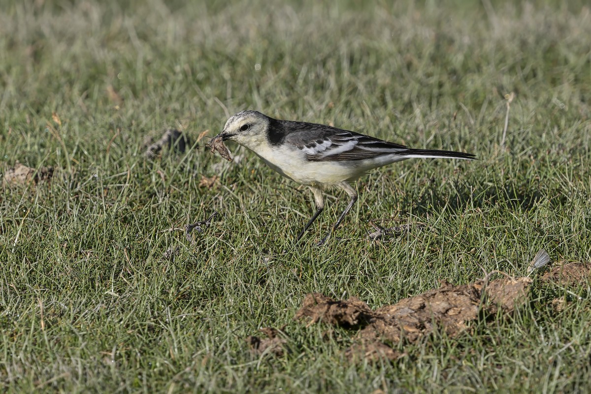 נחליאלי לימוני - ML646796017