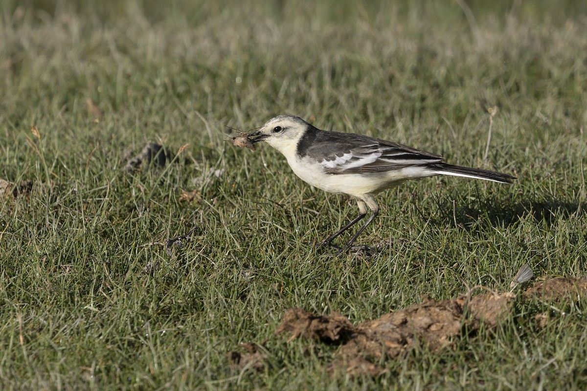 נחליאלי לימוני - ML646796018