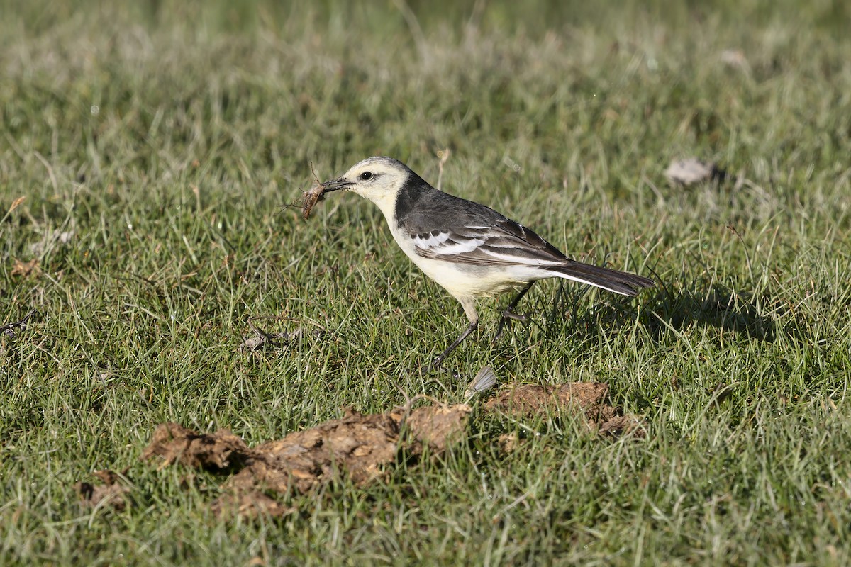 נחליאלי לימוני - ML646796019
