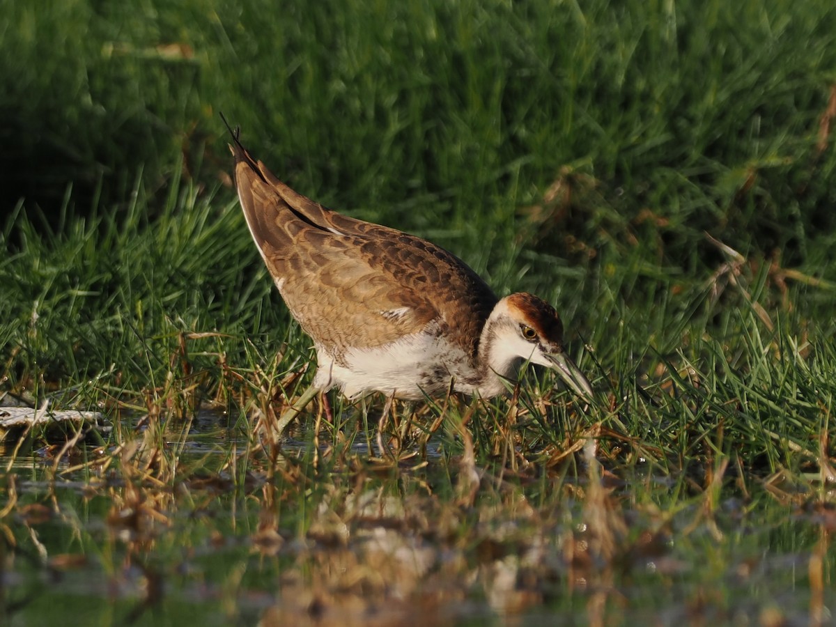 Jacana à longue queue - ML646796029