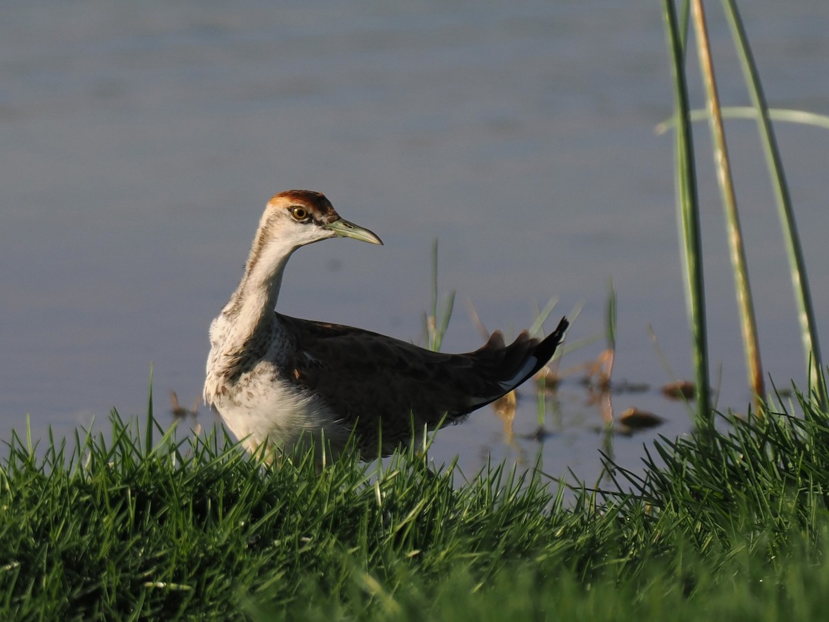 Jacana à longue queue - ML646796030