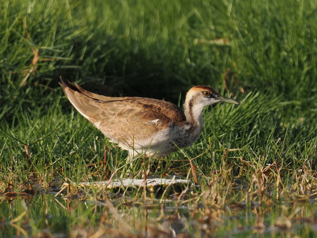 Jacana à longue queue - ML646796031