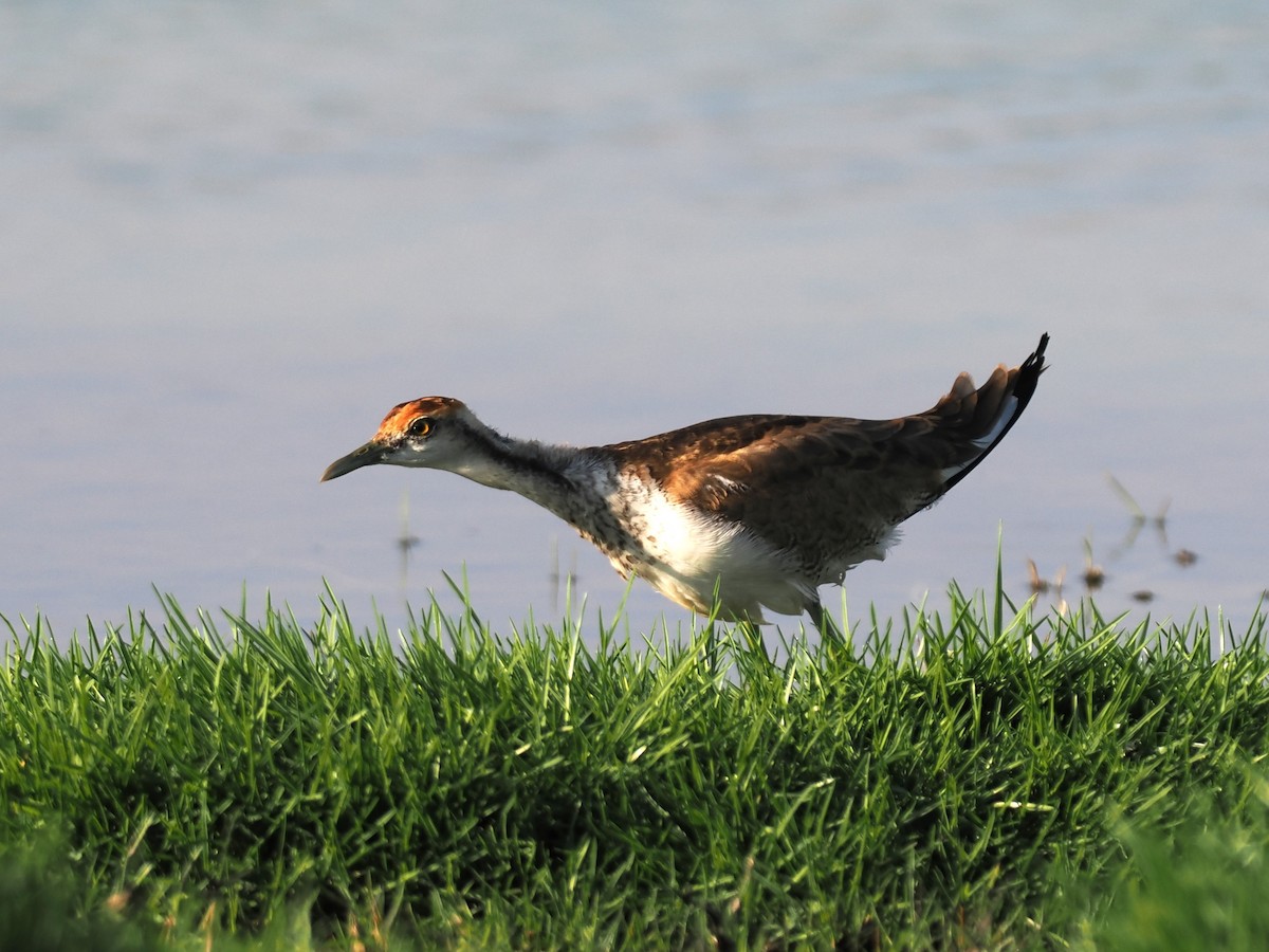 Jacana à longue queue - ML646796032