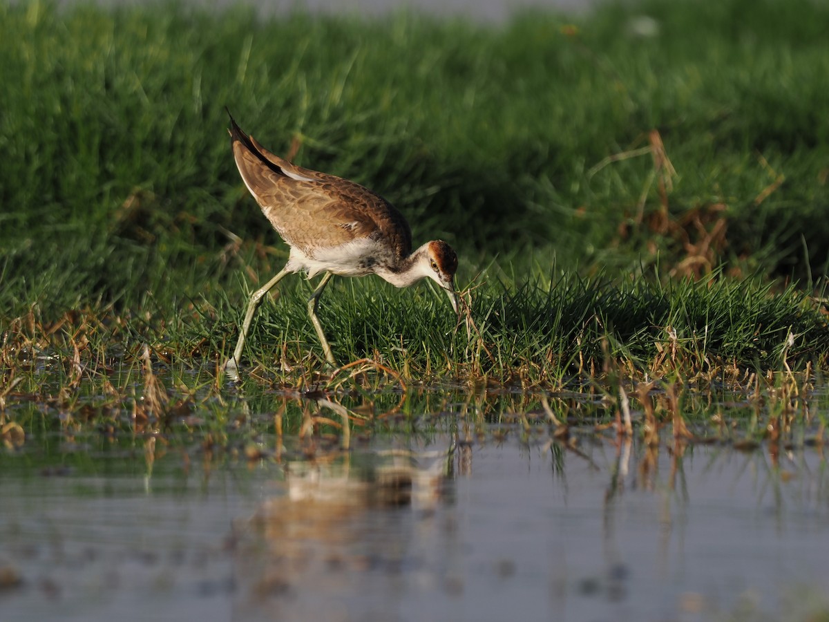 Jacana à longue queue - ML646796033
