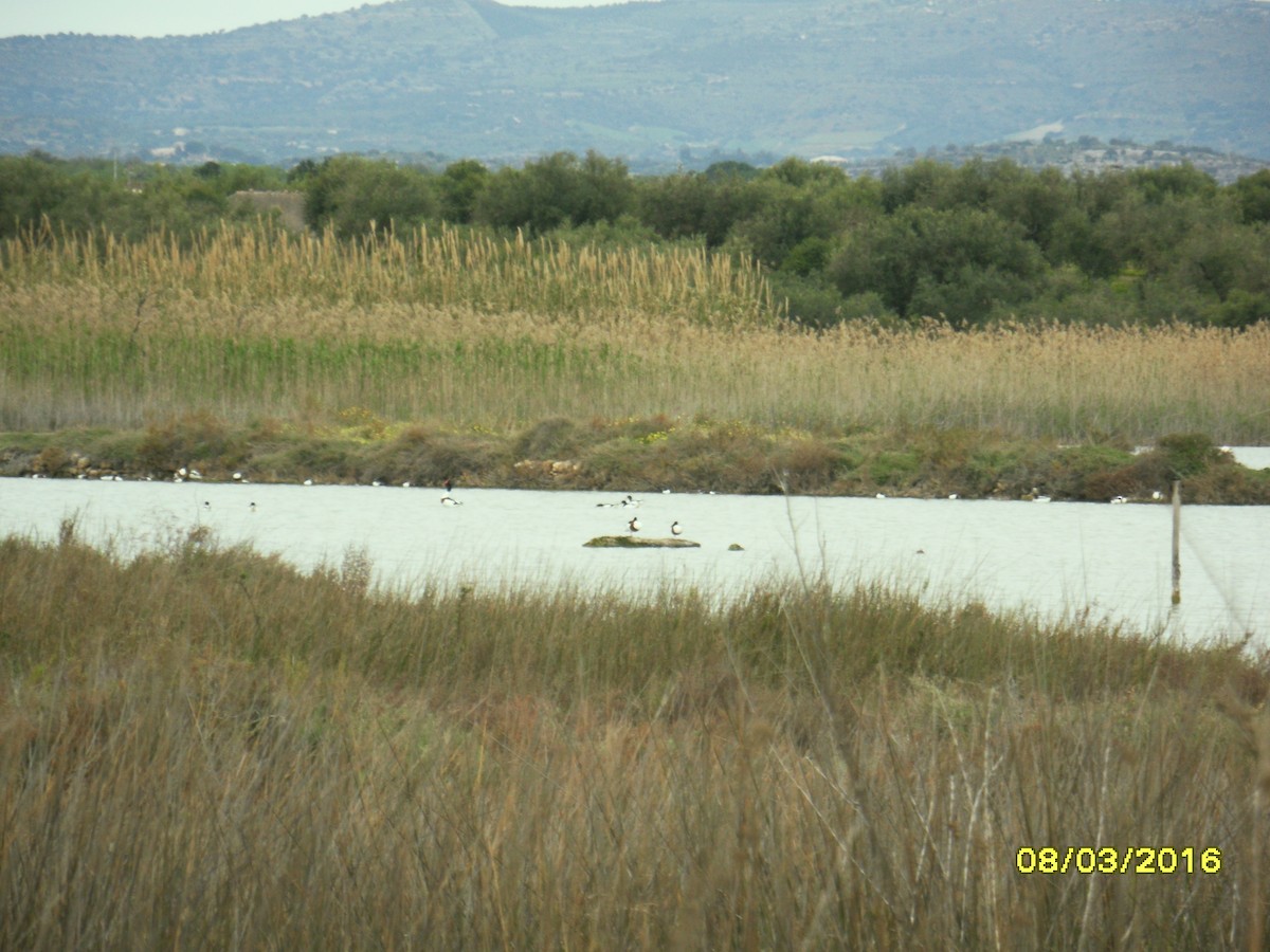 Галагаз євразійський - ML646796035