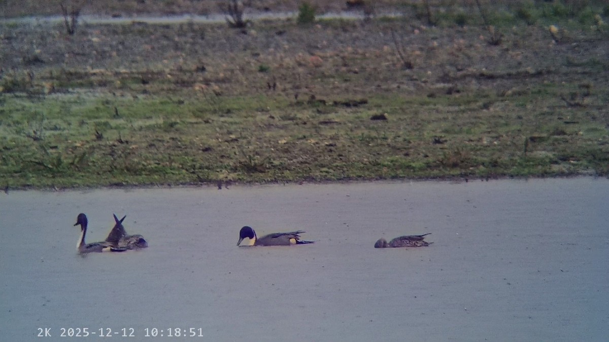 Northern Pintail - ML646796038