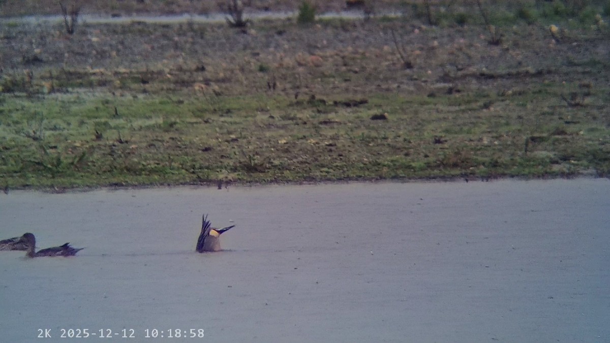 Northern Pintail - ML646796039