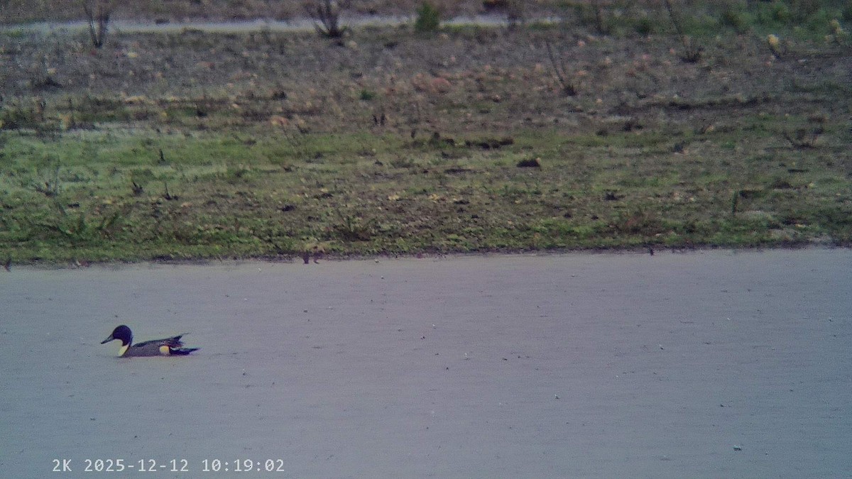 Northern Pintail - ML646796040