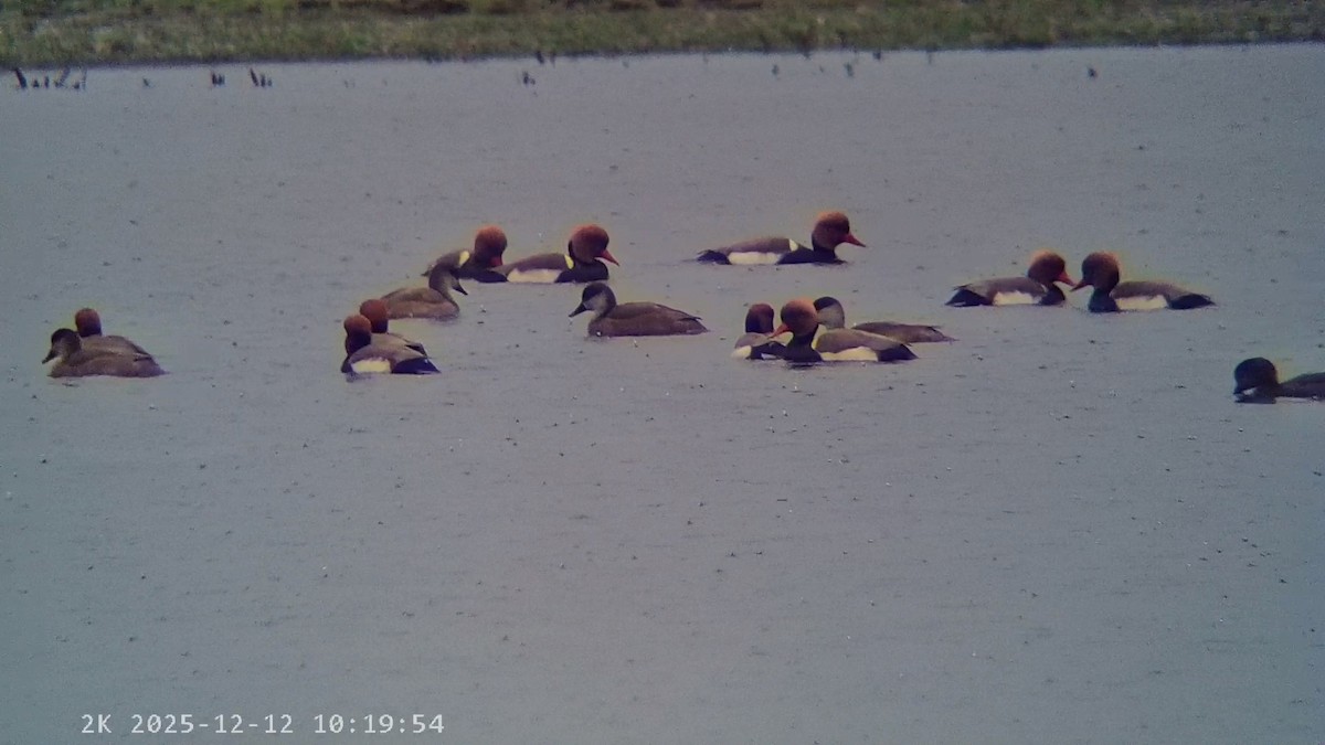 Red-crested Pochard - ML646796045